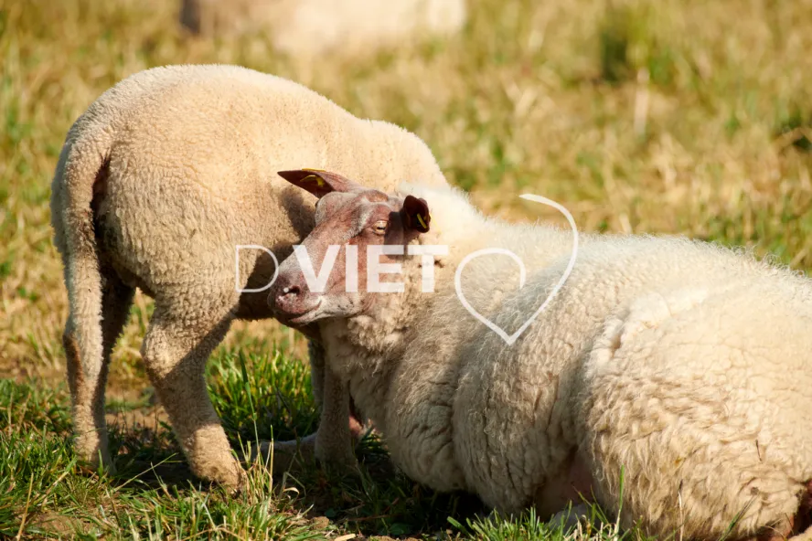 Photo Dominique VIET - Moutons rouges de l'ouest