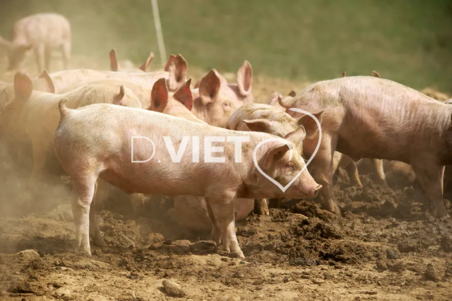 Photo Dominique VIET - Porcelets