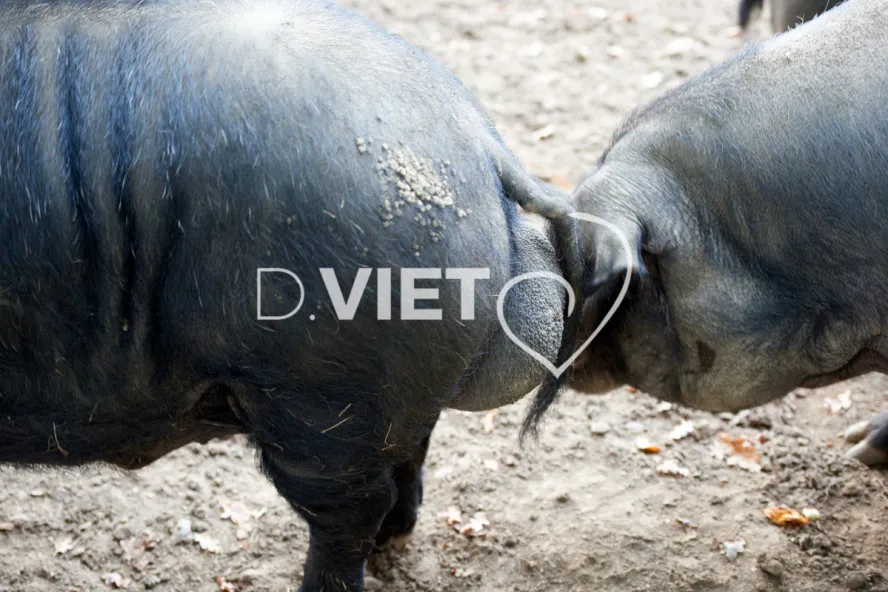 Photo Dominique VIET - Truies en plein air