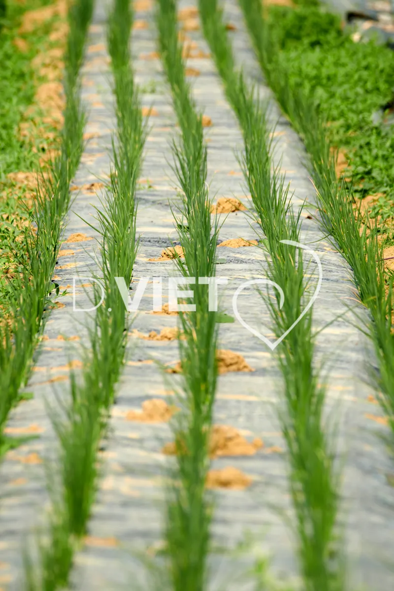 Photo Dominique VIET - les serres