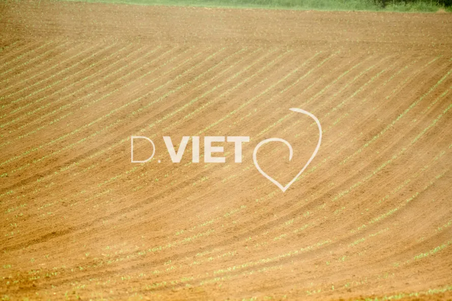 Photo Dominique VIET - Terres semées