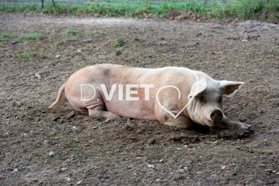 Photo Dominique VIET - Truies en plein air