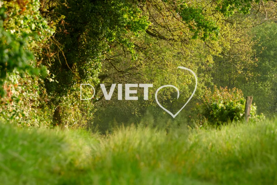 Photo Dominique VIET - bois et pré