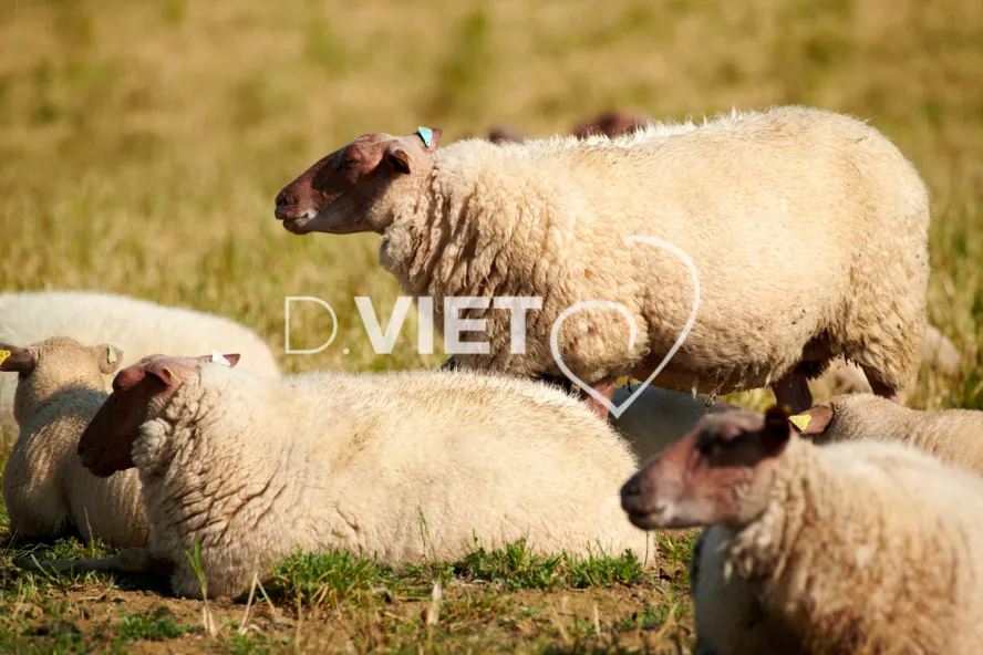 Photo Dominique VIET - Moutons rouges de l'ouest
