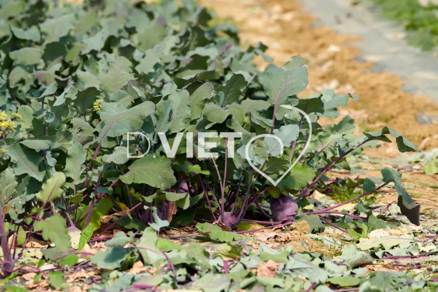 Photo Dominique VIET - les serres