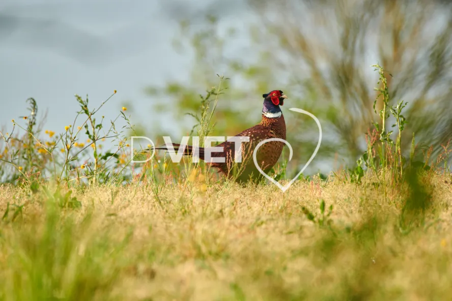 Photo Dominique VIET - Faisans