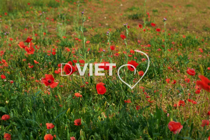Photo Dominique VIET - Coquelicots