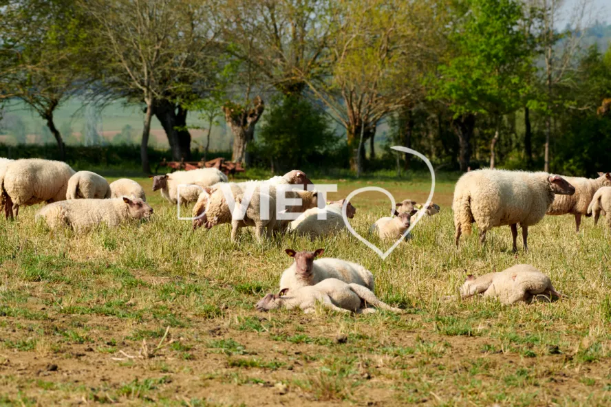Photo Dominique VIET - Moutons rouges de l'ouest