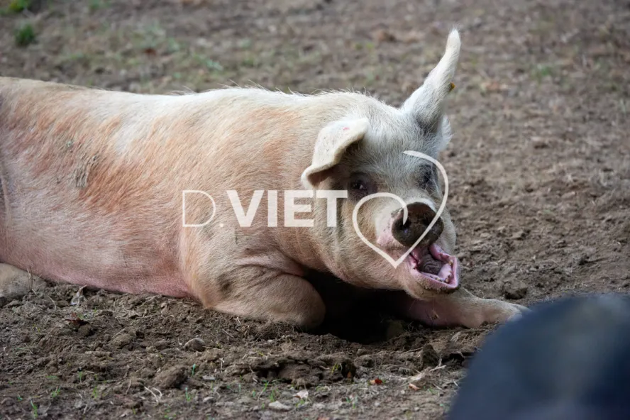 Photo Dominique VIET - Truies en plein air
