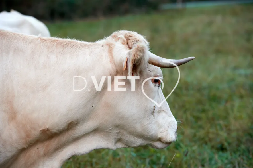 Photo Dominique VIET - Portraits de vaches