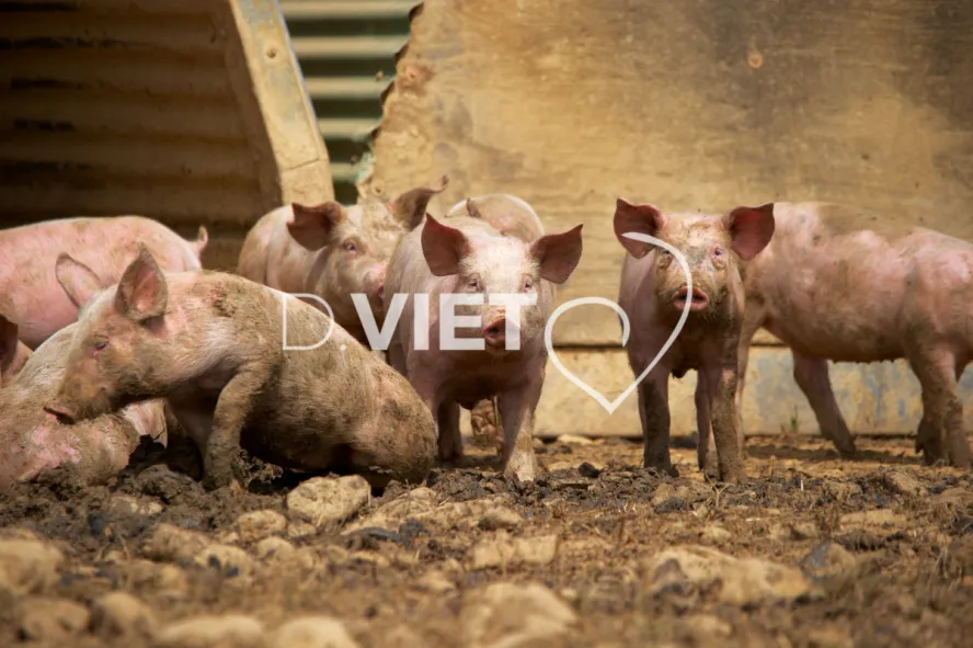 Photo Dominique VIET - Porcelets