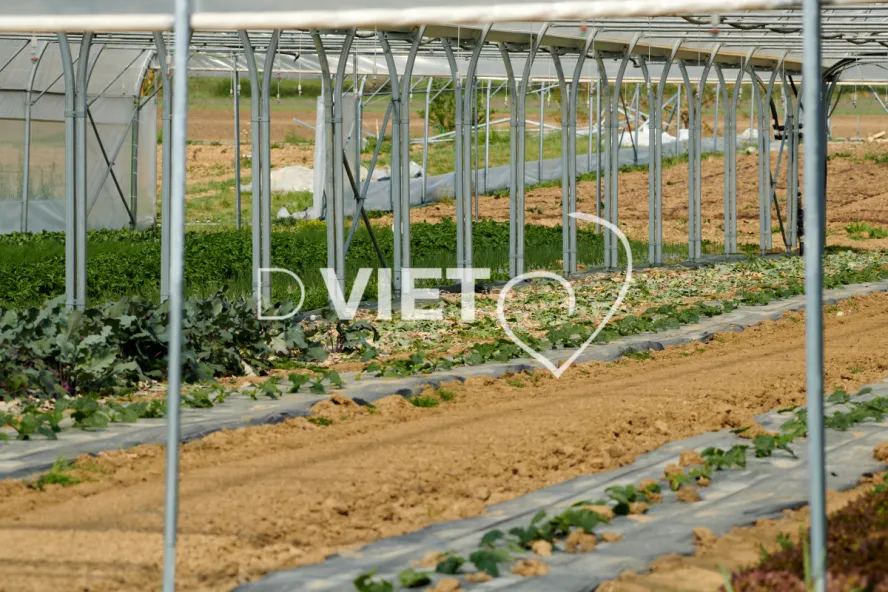 Photo Dominique VIET - les serres