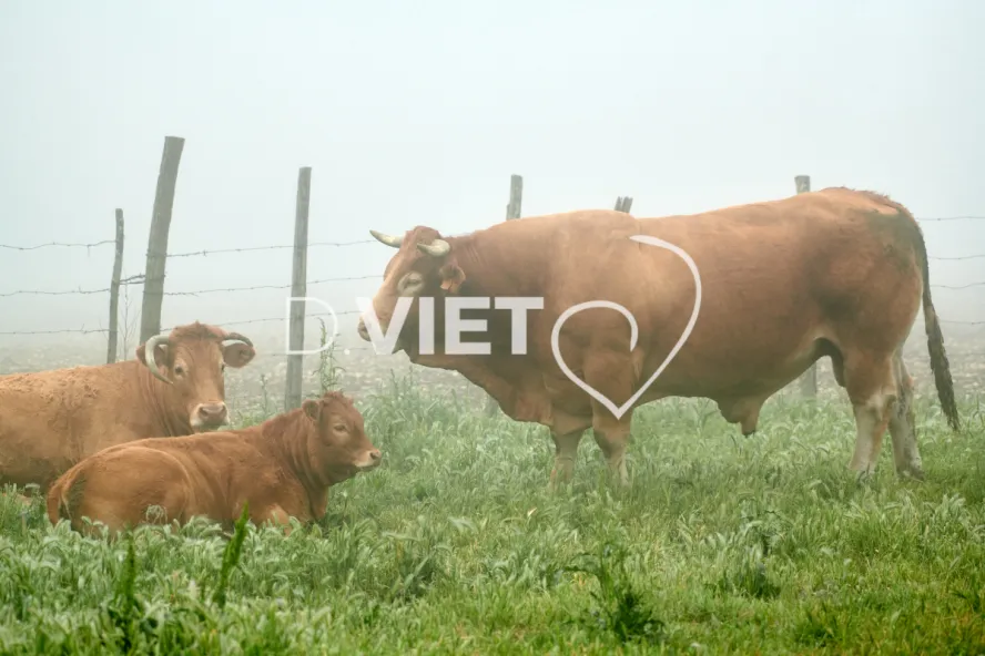 Photo Dominique VIET - Vaches et prè Limousines