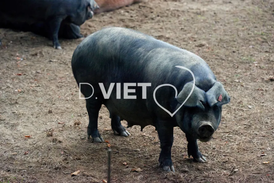 Photo Dominique VIET - Truies en plein air