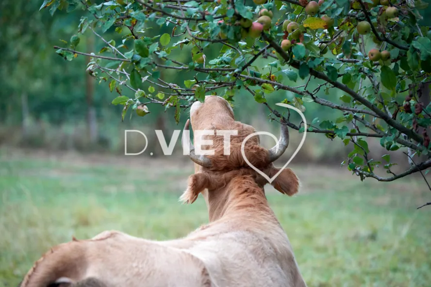 Photo Dominique VIET - Portraits de vaches