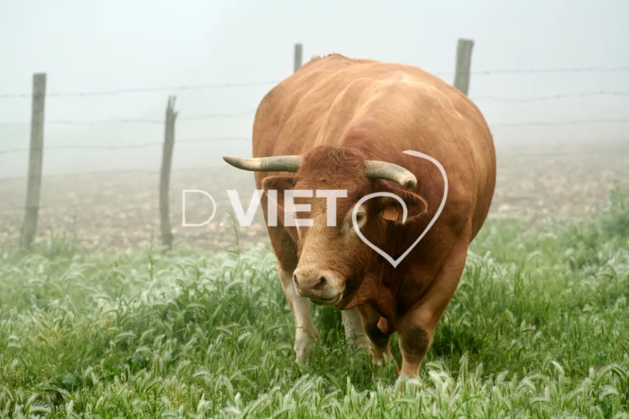 Photo Dominique VIET - Vaches et prè Limousines