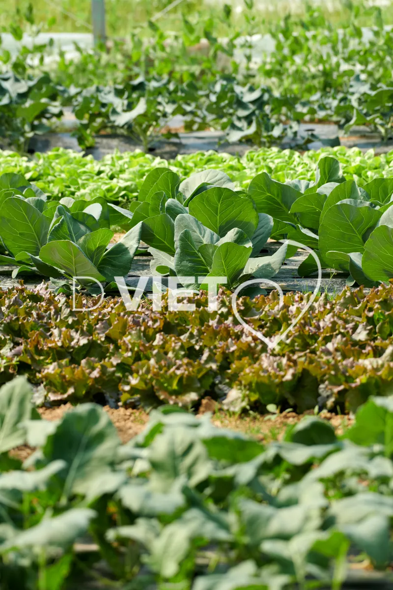 Photo Dominique VIET - Les serrres