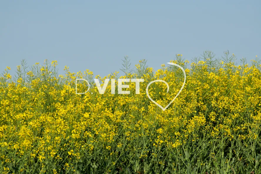 Photo Dominique VIET - Colza