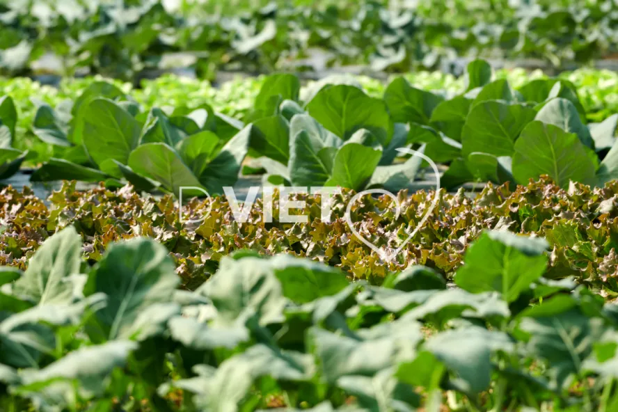 Photo Dominique VIET - Les serrres