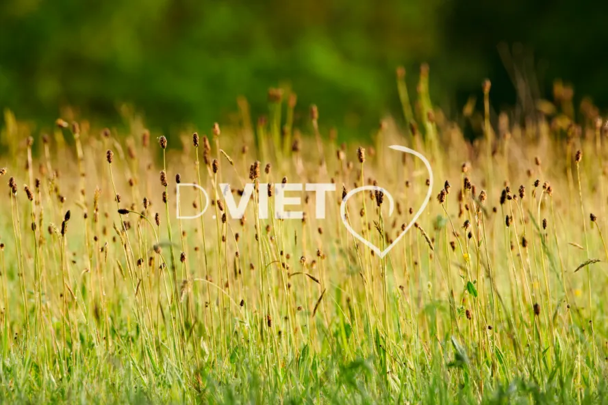 Photo Dominique VIET - Patures