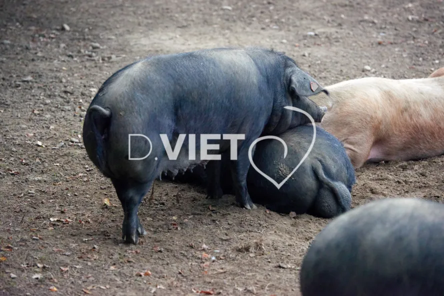 Photo Dominique VIET - Truies en plein air