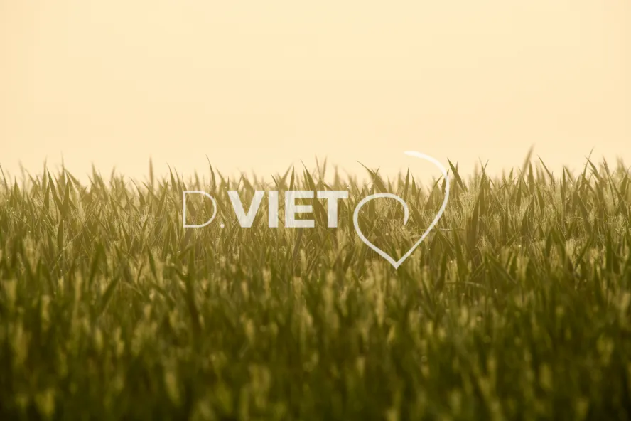 Photo Dominique VIET - Rosée du matin