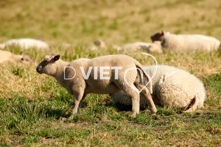 Photo Dominique VIET - Moutons rouges de l'ouest