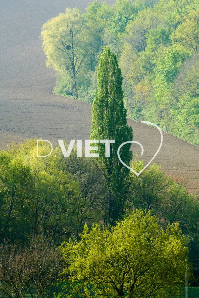 Photo Dominique VIET - Terres et Arbres
