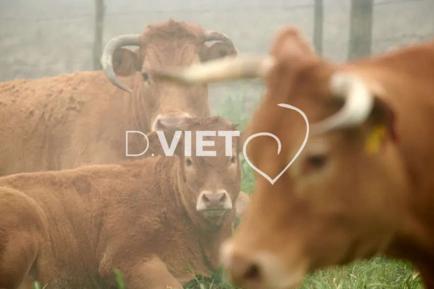 Photo Dominique VIET - Vaches et prè Limousines