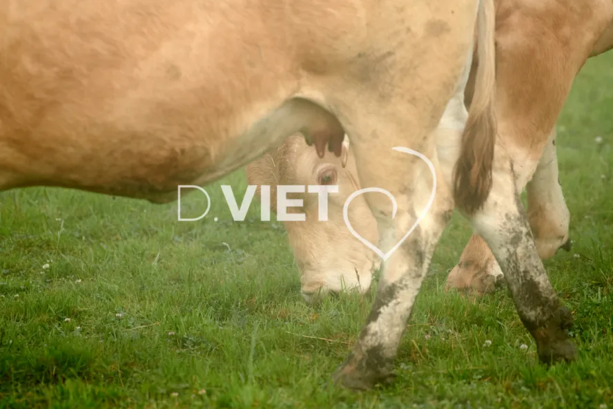 Photo Dominique VIET - Vaches et prè