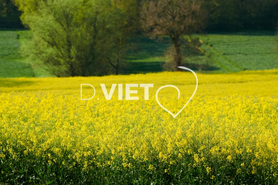 Photo Dominique VIET - Colza