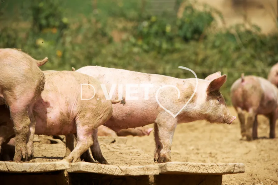 Photo Dominique VIET - Porcelets