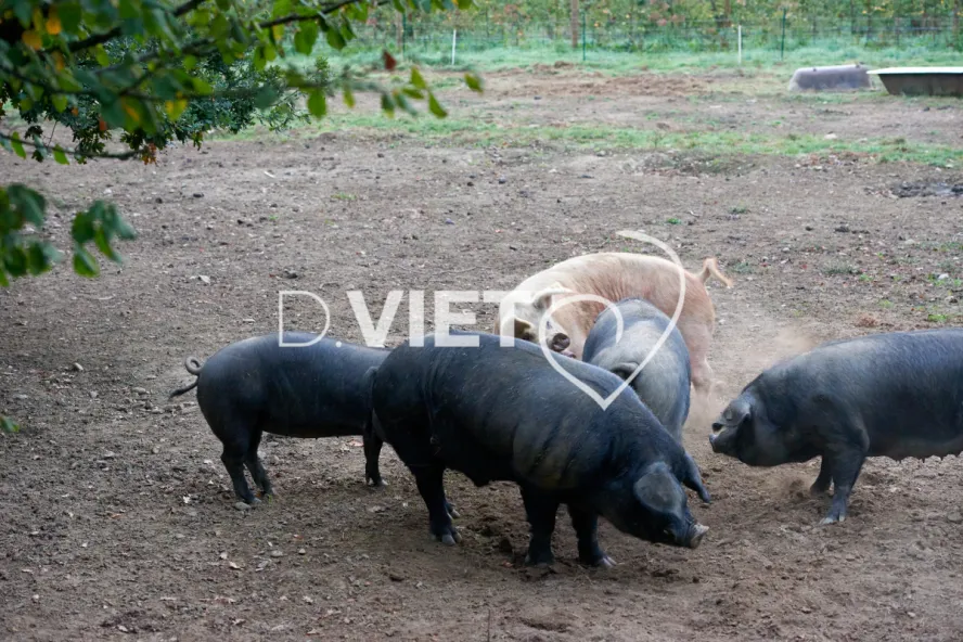 Photo Dominique VIET - Truies en plein air