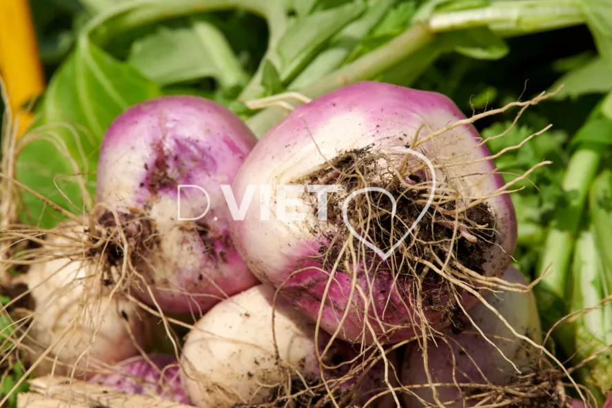 Photo Dominique VIET - Récolte des navets