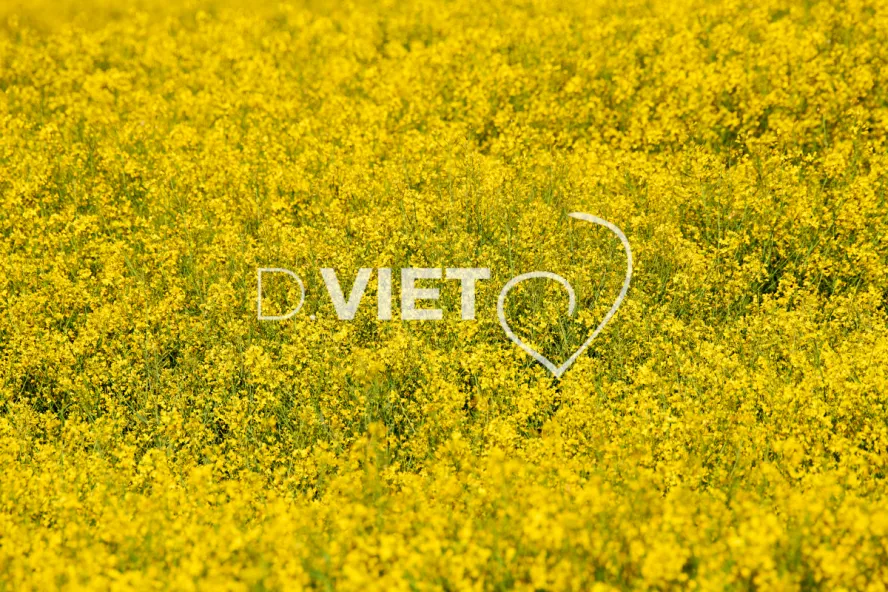 Photo Dominique VIET - Colza