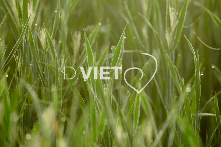 Photo Dominique VIET - Rosée du matin