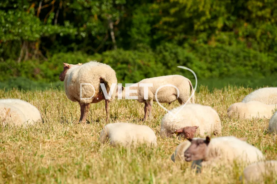 Photo Dominique VIET - Moutons rouges de l'ouest