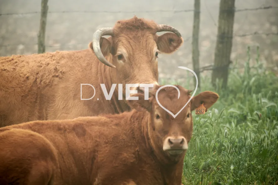 Photo Dominique VIET - Vaches et prè Limousines