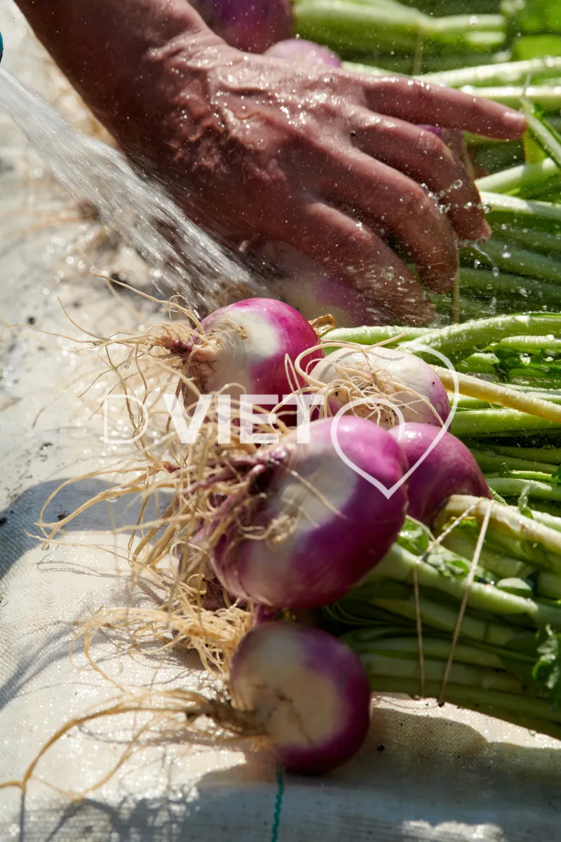 Photo Dominique VIET - Récolte des navets