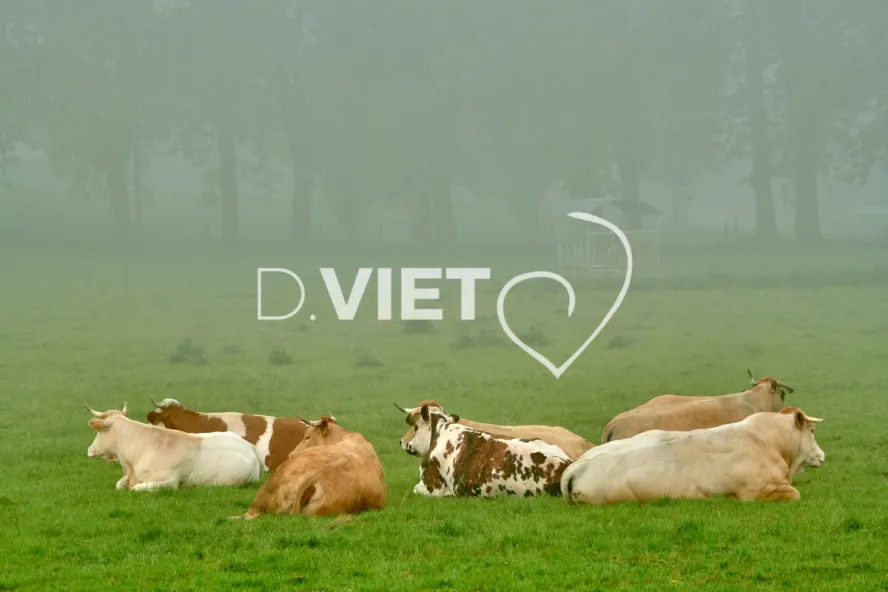 Photo Dominique VIET - Vaches et prè Limousines charolais