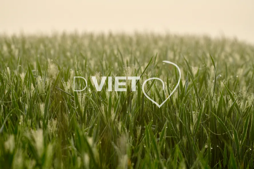 Photo Dominique VIET - Rosée du matin