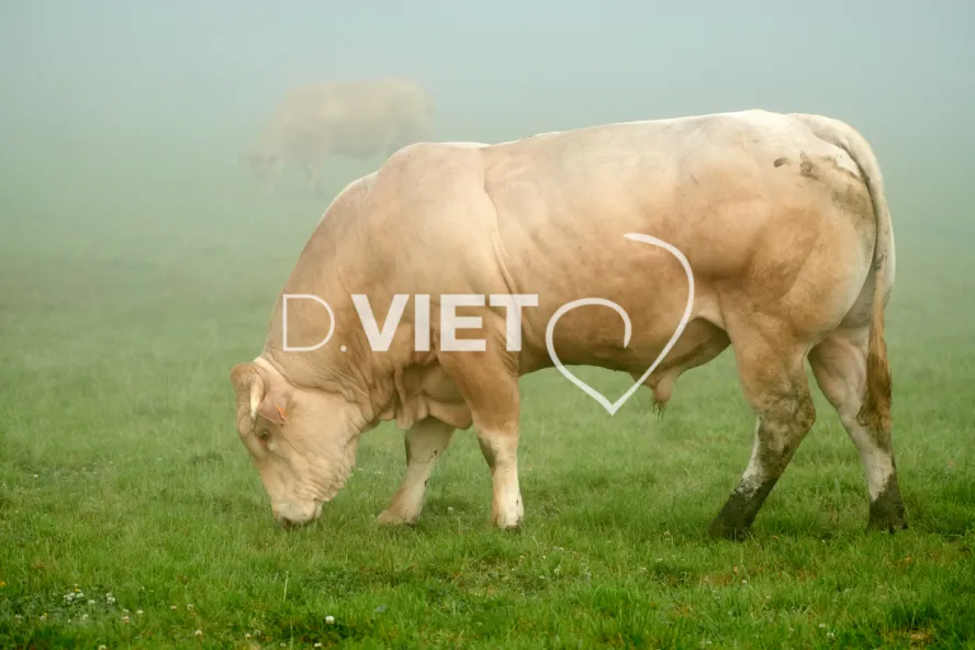 Photo Dominique VIET - Vaches et près