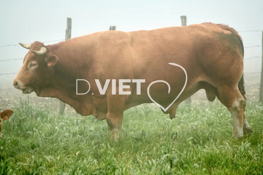 Photo Dominique VIET - Vaches et prè Limousines