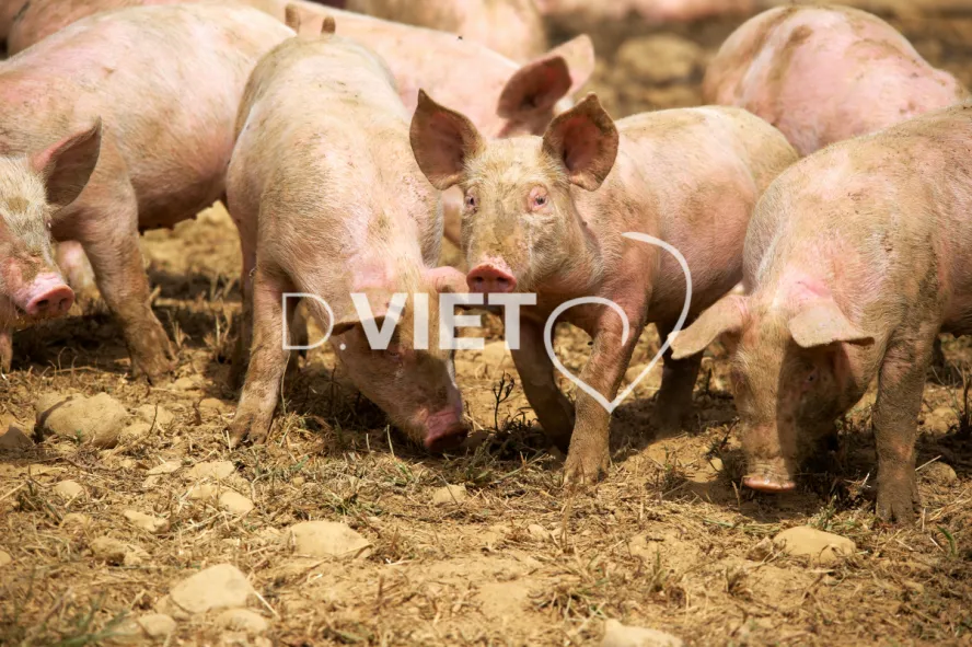 Photo Dominique VIET - Porcelets