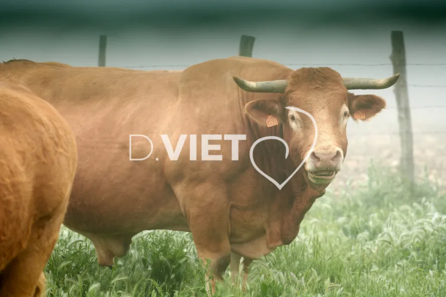 Photo Dominique VIET - Vaches et prè Limousines