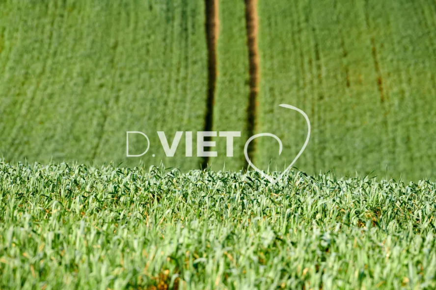 Photo Dominique VIET - Terres semées