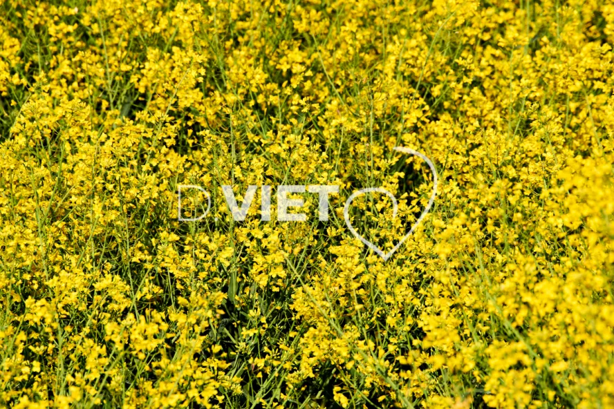 Photo Dominique VIET - Colza