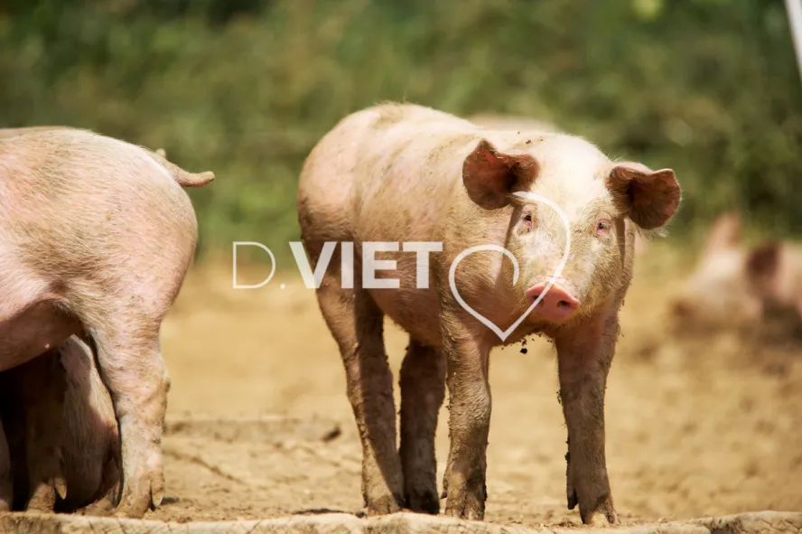 Photo Dominique VIET - Porcelets