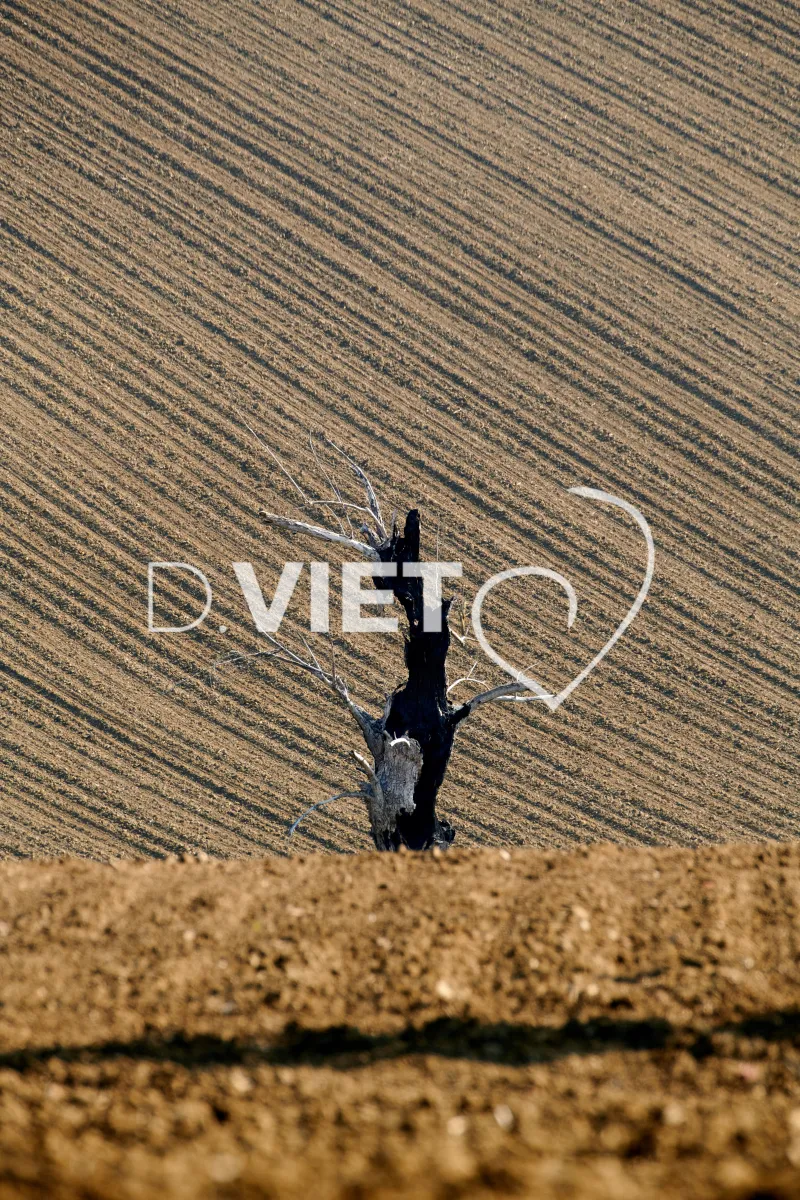 Photo Dominique VIET - Terres et Arbres