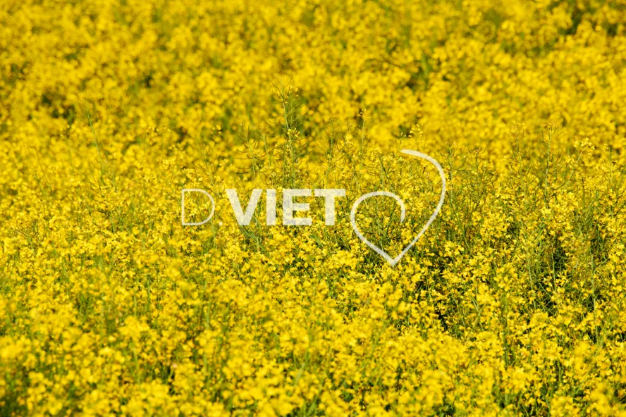 Photo Dominique VIET - Colza